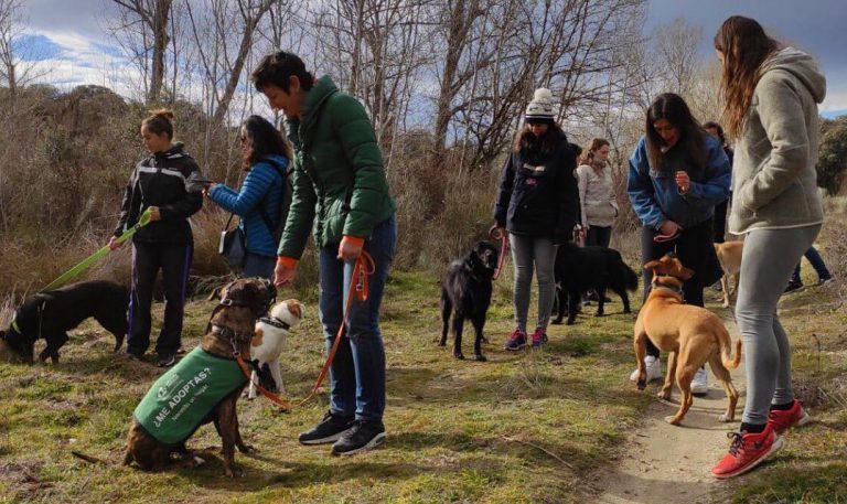 Las Rozas reserva plazas en su Centro Animal para perros de personas sin hogar infectadas por coronavirus