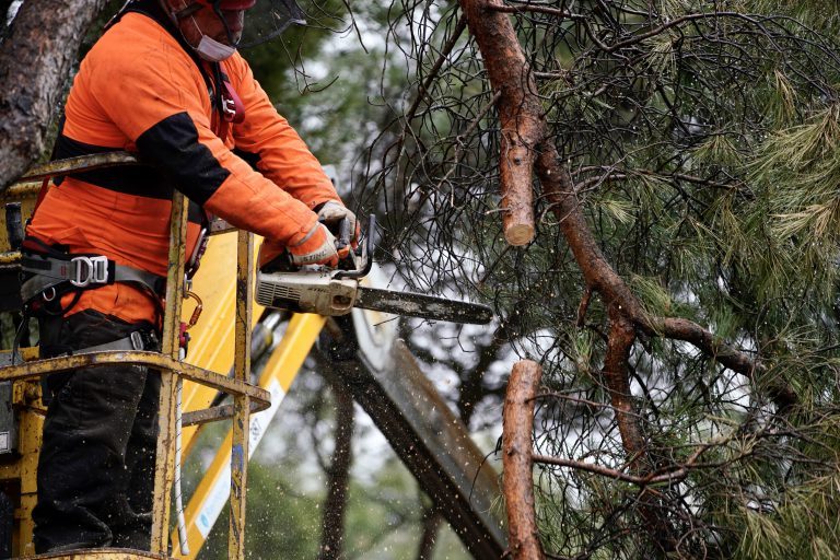 Los vecinos de Las Rozas tendrán a su disposición más de 7.500 m³ de leña