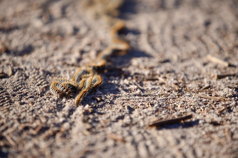 Finaliza la campaña anual para el tratamiento de la oruga procesionaria de pino