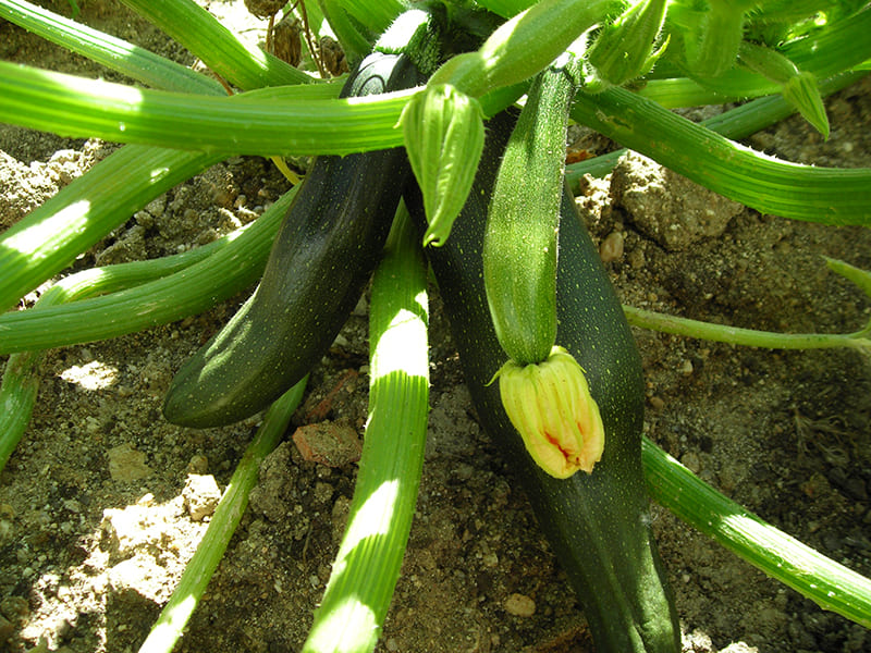 colegio público el cantizal