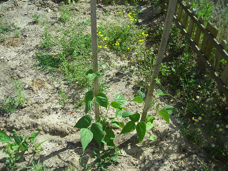 colegio público el cantizal