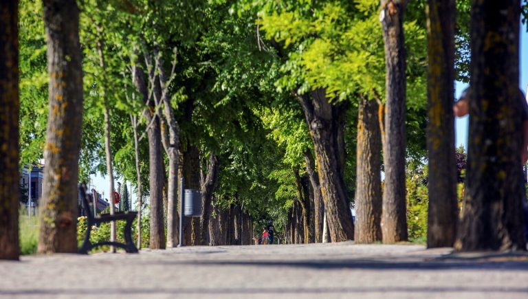 "Tree cities of the World"