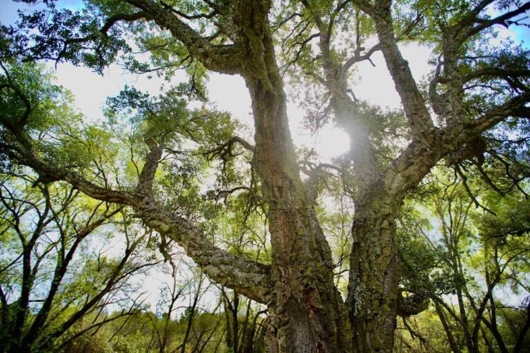 Tree Cities of the World 2023