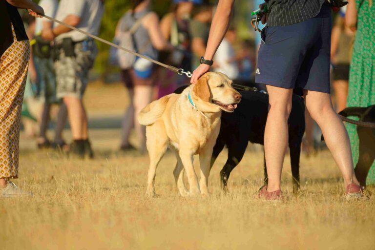 Más de 100 perros participarán en la Carrera «CaniCross» en Las Rozas este domingo
