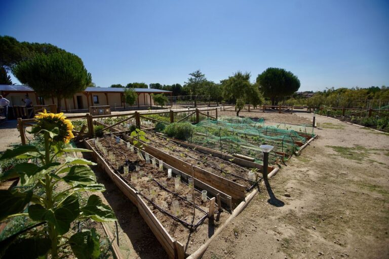 Mercado de tomates de Las Rozas